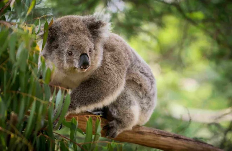 Koala Pouch 