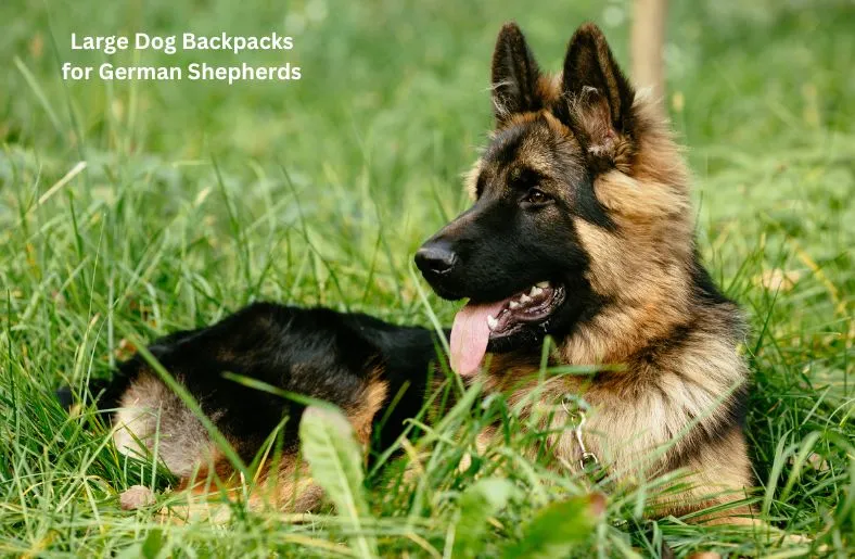 Large Dog Backpacks for German Shepherds