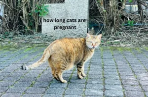 how long are cats pregnant