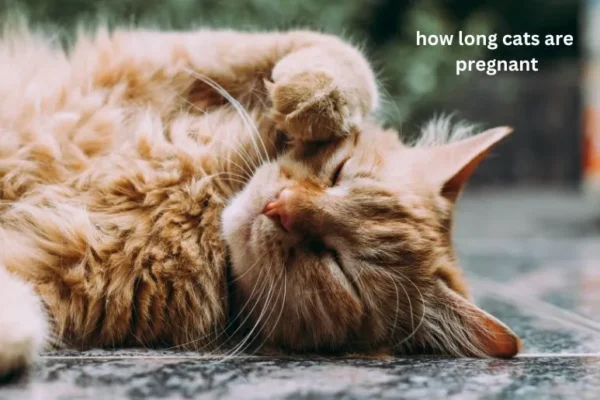 how long are cats pregnant