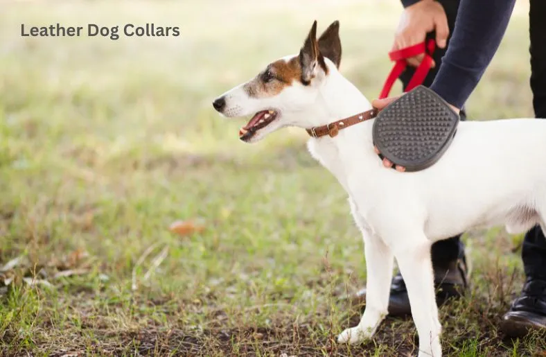 Leather Dog Collars