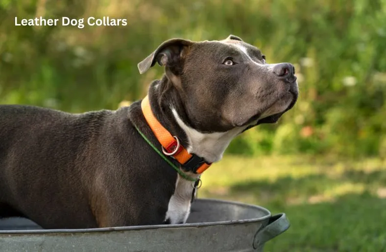 Leather Dog Collars