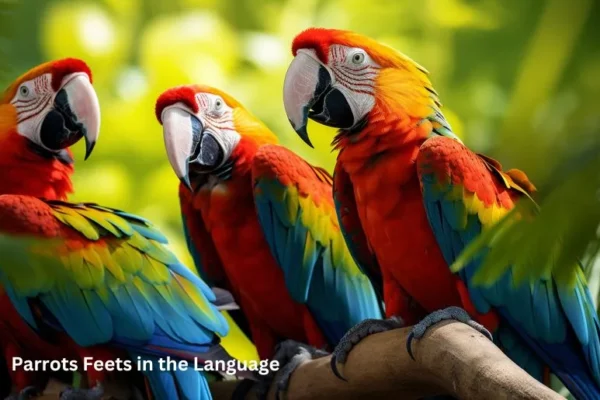 Parrots Feets in the Language