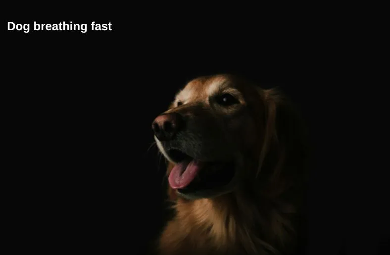 why dog breathing fast at night